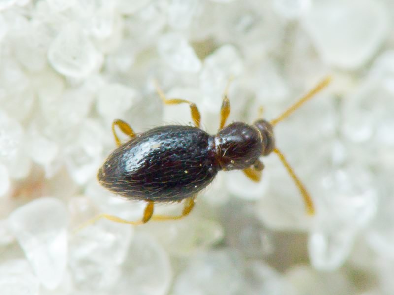 Scydmaenidae Leach, 1815